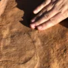 Ediacaran Fossils Flinders Ranges