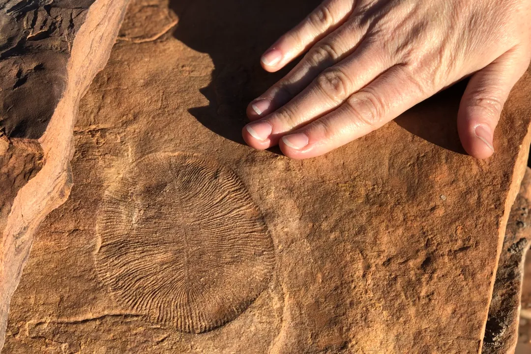 Ediacaran Fossils Flinders Ranges