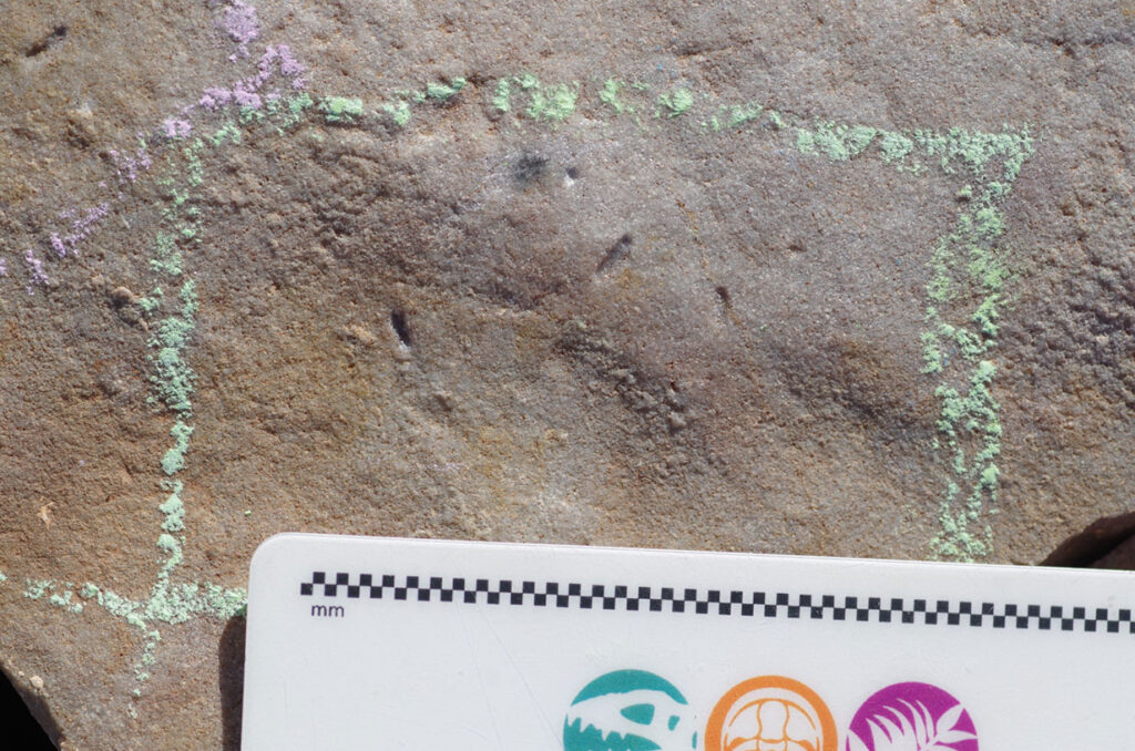 Actual Fossil