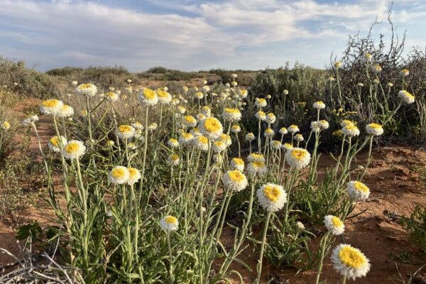 576752492_807143411955907_5855432026487092063_n