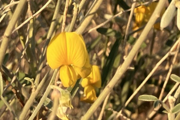 576784829_807143168622598_8357602697065826655_n