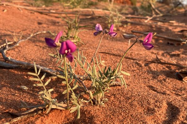 576882362_807169161953332_5028827471355533316_n