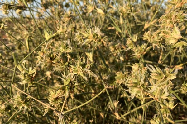 577130652_807143265289255_5728306479660790549_n