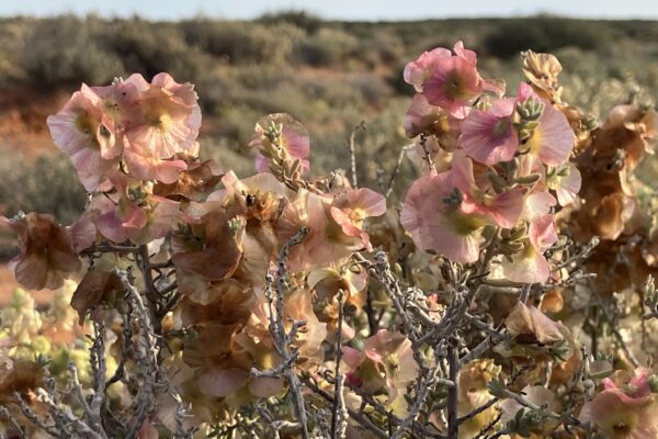 Flowers Nilpena following rain Nov 25